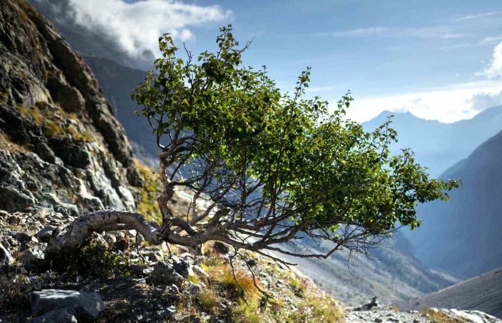 Parc national naturel des Écrins